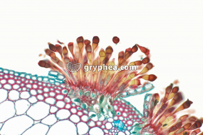 Téleutospores Puccinia graminis x70 - gryphea.com